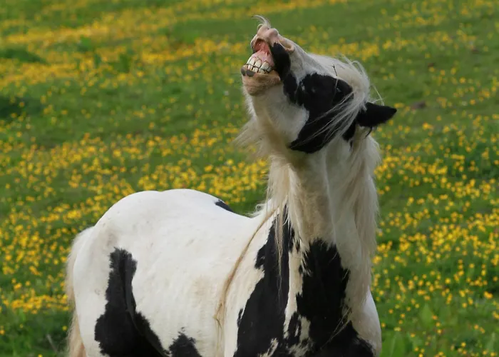 Couette-café Jacob's Well Rathdrum