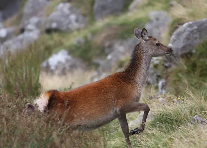 Panzió Jacob's Well 4*